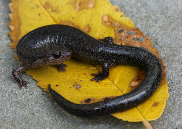 Redback Salamander